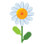 Papatya-Gerbera